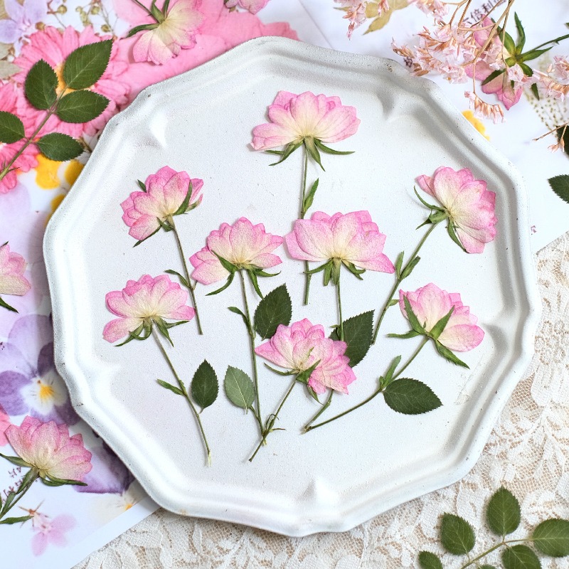 Resin Craft Ideas - 12 ชิ้น, ดอกไม้แห้งอัดแท้สำหรับตกแต่งเคสโทรศัพท์ DIY, กุหลาบสีชมพู, อุปกรณ์งานฝีมือเรซิน