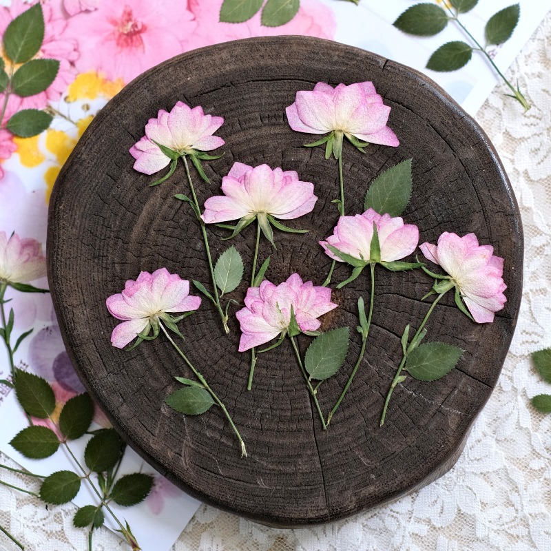 12 ชิ้น, ดอกไม้แห้งอัดแท้สำหรั - Resin Craft Ideas บทวิจารณ์และราคา