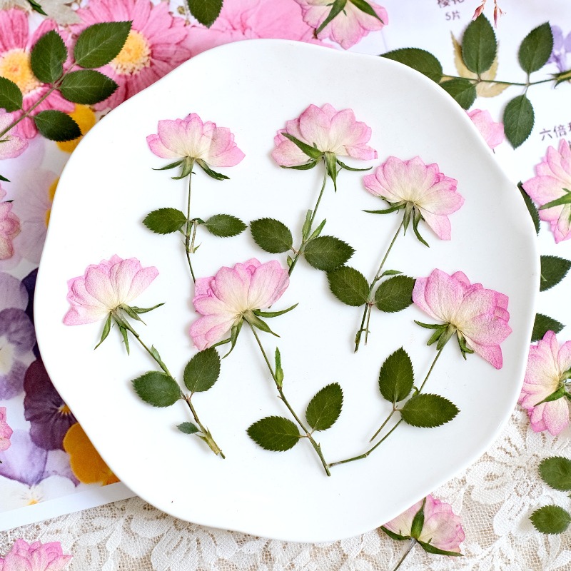 12 ชิ้น, ดอกไม้แห้งอัดแท้สำหรั - Resin Craft Ideas บทวิจารณ์และราคา