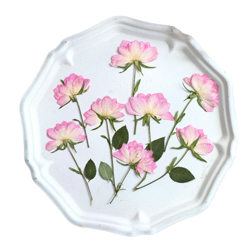 12 ชิ้น, ดอกไม้แห้งอัดแท้สำหรั - Resin Craft Ideas บทวิจารณ์และราคา